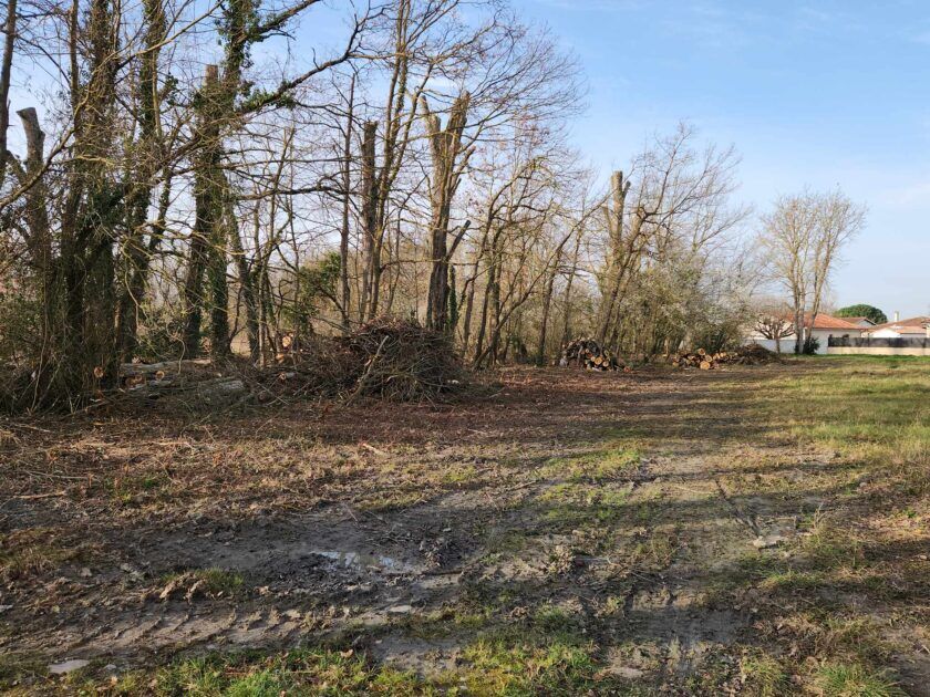 Elagage et mise en sécurité d’un bosquet